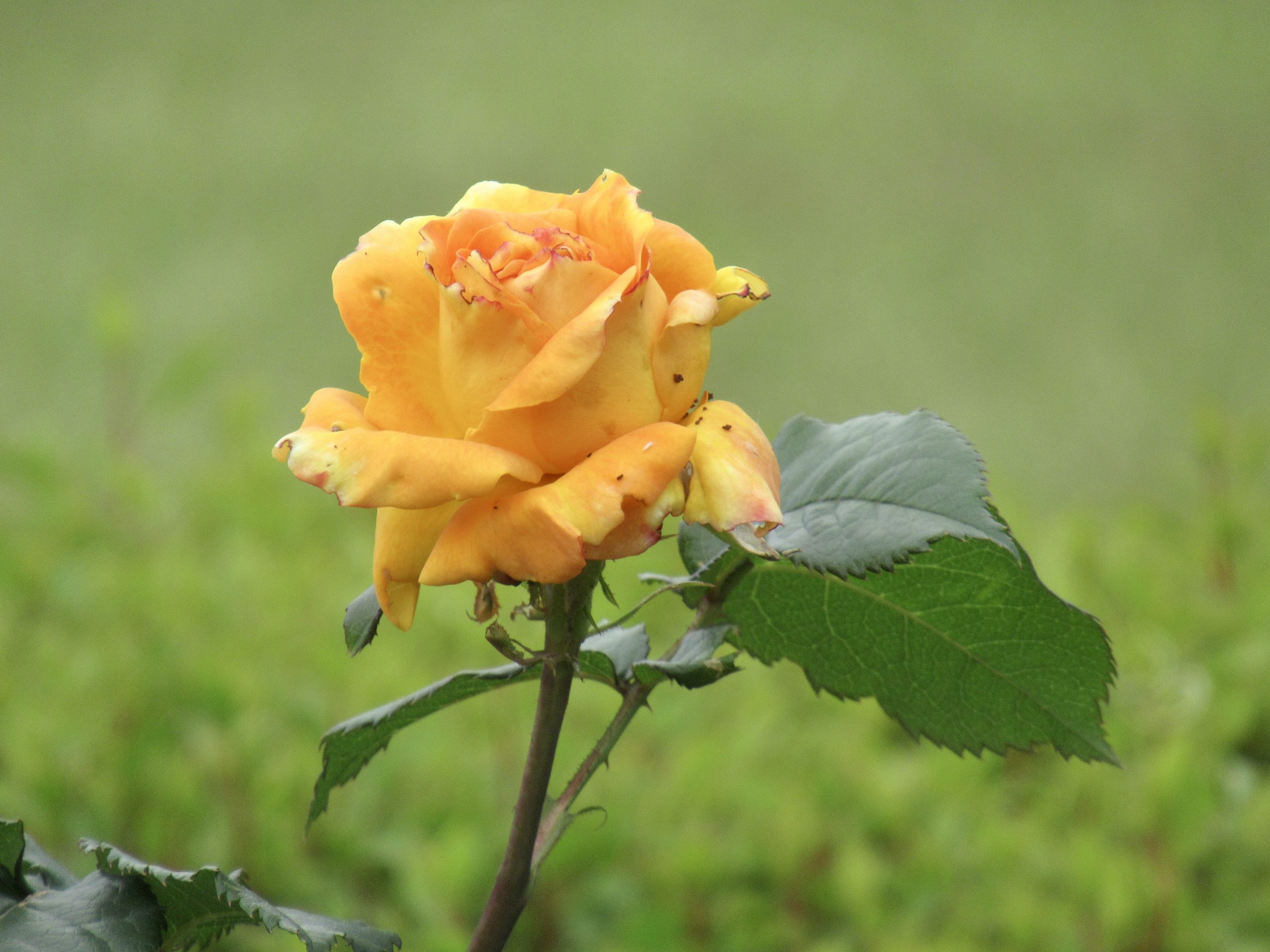 Japan In-depth 2025 – day 30 – Sun 27/04